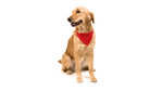Collar Bandana Roco BLANCO