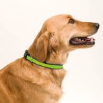 Collier Muttley BLEU