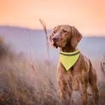 Collar Bandana Bipols AMARILLO