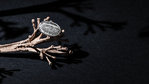 Anillo Ajustable Hansok SC