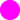 FUCSIA FLUOR