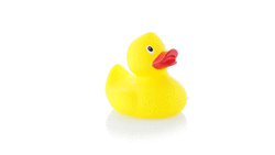 Pato Koldy AMARILLO